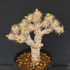 2026年最新】ユーフォルビア ギラウミニアナの人気アイテム - メルカリ