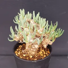 【セール】チレコドン　レティキュラータス　No.003　鉢、送料込　メルカリ便 s*n様 チレコドン レティキュラータス 万物想 実生3年生 チレコドン