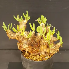 【セール】チレコドン　レティキュラータス　No.003　鉢、送料込　メルカリ便 s*n様 チレコドン レティキュラータス 万物想 実生3年生 チレコドン