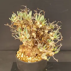 2026年最新】チレコドン レティキュラータスの人気アイテム - メルカリ