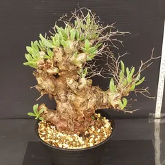 2026年最新】チレコドン レティキュラータスの人気アイテム - メルカリ