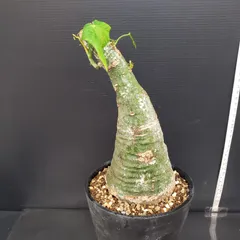 2026年最新】アデニアの人気アイテム - メルカリ