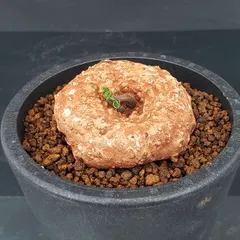 2026年最新】ドルステニア エレンベッキアナの人気アイテム - メルカリ