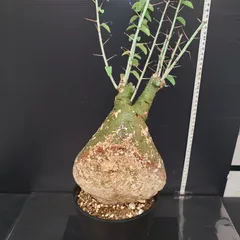 2026年最新】アデニアの人気アイテム - メルカリ