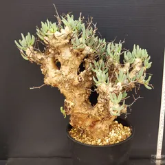 2026年最新】チレコドン 万物想の人気アイテム - メルカリ