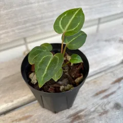 anthurium dream weaver✖️michelle Anthurium Michelle Variegated & Anthurium Wonderboy x Dreamweaver