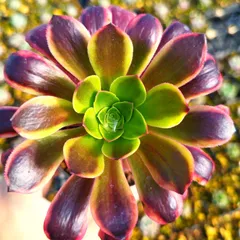 多肉植物 アエオニウム スーパーバン 抜き苗