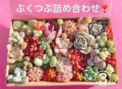 クーポンあり❣️③ぷくぷくつぶつぶ詰め合わせ❣️つぶ多め　美人　寄せ植え　多肉弁当　ピンク多肉　ぷっくり系　韓国苗入り　エケベリアセダム　パキフィツム　チーズ　パキベリア