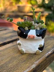 ＊多肉植物＊寄せ植え＊そのまま飾れる＊アニマルシリーズ＊うし＊