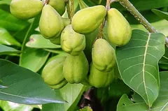 ミロバラン　熱帯植物　熱帯果実　フルーツ 種子　ハーブ薬用植物のサムネイル