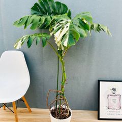 現品］【希少】97番 モンステラ 斑入り 7号 観葉植物 室内 レア 鉢