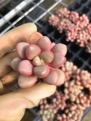 あ*お様 A767-4　ロココ　105苗　多肉植物　土根付き　エケベリア　韓国苗 あ*お様 A767-4 ロココ 105苗 多肉植物 土根付き エケベリア 韓国苗 あ