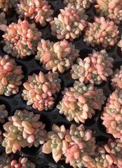 ロココ X360×105苗 土付き 新入荷 多肉植物 詰め合わせ エケベリア