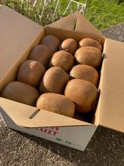 くうたん　芯が甘い！【二級品】和歌山県産キウイフルーツ 2L 24個入2箱 くうたん 芯が甘い！【二級品】和歌山県産キウイフルーツ 2L 24個