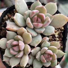 多肉植物♡白菊の舞❤︎抜き苗(根付き) - メルカリ