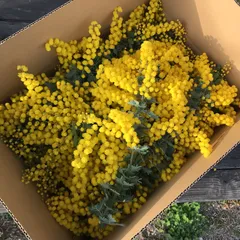 せっちゃん様専用　クール便　ミモザ 60サイズ　銀葉アカシア　花材　素材　フレッシュ