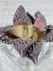 2026年最新】フォーカリアの人気アイテム - メルカリ