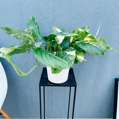 ［現品］【希少】97番　モンステラ　斑入り　7号　レア　観葉植物　室内　おしゃれ 現品］【希少】97番 モンステラ 斑入り 7号 観葉植物 室内 レア 鉢