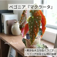 ☆希少☆ベゴニア マクラータ メルカリ便 発根管理中 【公式通販】