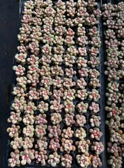 X345×105苗  土付き 新入荷 多肉植物 詰め合わせ エケベリア サボテン 韓国苗