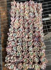 X248×105苗  土付き 新入荷 多肉植物 詰め合わせ エケベリア サボテン 韓国苗