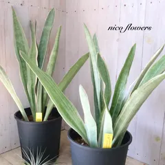 2026年最新】サンスベリア 希少の人気アイテム - メルカリ