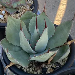 アガベ　オバティフォリア　キラー　発根済　メルカリ便 アガベ オバティフォリア キラー 発根済 メルカリ便 斑入り a*s様