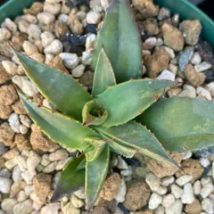 2026年最新】コロラータ アガベの人気アイテム - メルカリ