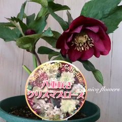 S*-様 発送お任せ❣️□加藤農園□昨シーズン株分け クリスマスローズ