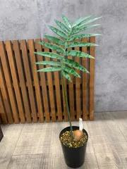 2026年最新】ディオーン スピヌロスムの人気アイテム - メルカリ