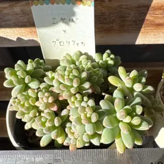 古都の葉さん りんごのつぶ メルカリ便 札付き・抜き苗 2026年最新】古都の葉の人気アイテム - メルカリ