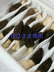 フレッシュアミガサタケ（モリーユ）250g & 天然黒トリュフ50g フレッシュアミガサタケ④（モリーユ）200g フレッシュアミガサタケ