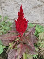 ケイトウ 赤色 種 50粒