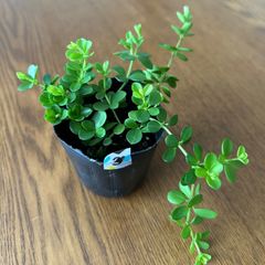 多肉植物 七福神③ 子株付き 抜き苗 - メルカリ