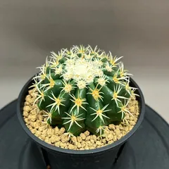 2026年最新】短刺金鯱の人気アイテム - メルカリ