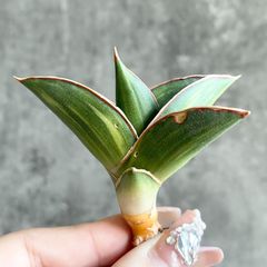 S11882【極上S級 縞斑入り！！】サンスベリア 高級極上斑入り！ 縞