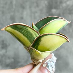 ご*ん様 ③ 【極上SSS級】 サンスベリア　タワー　斑入り　インドネシア輸入株 園芸ネット本店｜サンセベリア：タワーブルー 3号鉢入り の通販【公式】