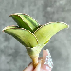 ☆S-14 超稀少 サンスベリア スノーホワイト 斑入り メルカリ発送 ☆S-14 超稀少 サンスベリア スノーホワイト 斑入り メルカリ発送 希少