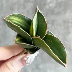 2026年最新】サンスベリアの人気アイテム - メルカリ