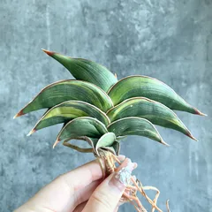 2026年最新】サンスベリア ロリダ 斑入りの人気アイテム - メルカリ