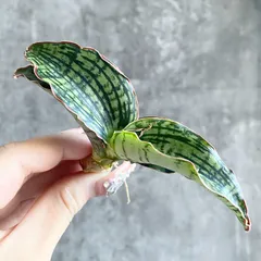 2026年最新】サンスベリアの人気アイテム - メルカリ