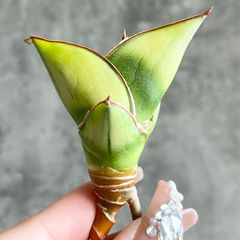 S11878超希少！極上SS級特選美株！サンスベリア ハイブリッド タワー