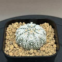 tetragonum DT7778 コノフィツム テトラゴナム - メルカリ