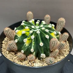 2026年最新】サボテン 短毛丸の人気アイテム - メルカリ