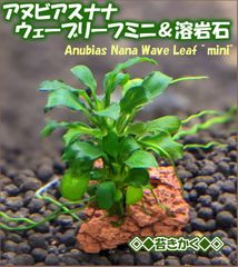 アヌビアスナナ バリエガータ ホワイトマーブル 水上葉 1株 - メルカリ