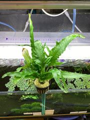 Bidayuha crassispatha Kalimantan Barat - メルカリ