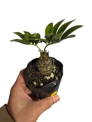 PECO POCOソテツディオーン 10号特大苗木最高等級極上品‼️ 希少