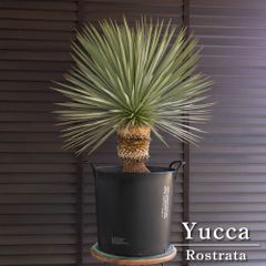 ②ユッカ　ロストラータ　8号　鉢のまま　メルカリ便で発送　ドライガーデン ②ユッカ ロストラータ 8号 鉢のまま メルカリ便で発送 ドライガーデン