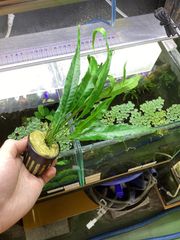 Bidayuha crassispatha Kalimantan Barat - メルカリ