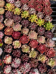 【54鉢の土鉢付きセット】9種類セット　多肉植物　佐川急便発送　エケベリア　韓国苗　T41